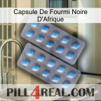 Africa Black Ant Capsule viagra4